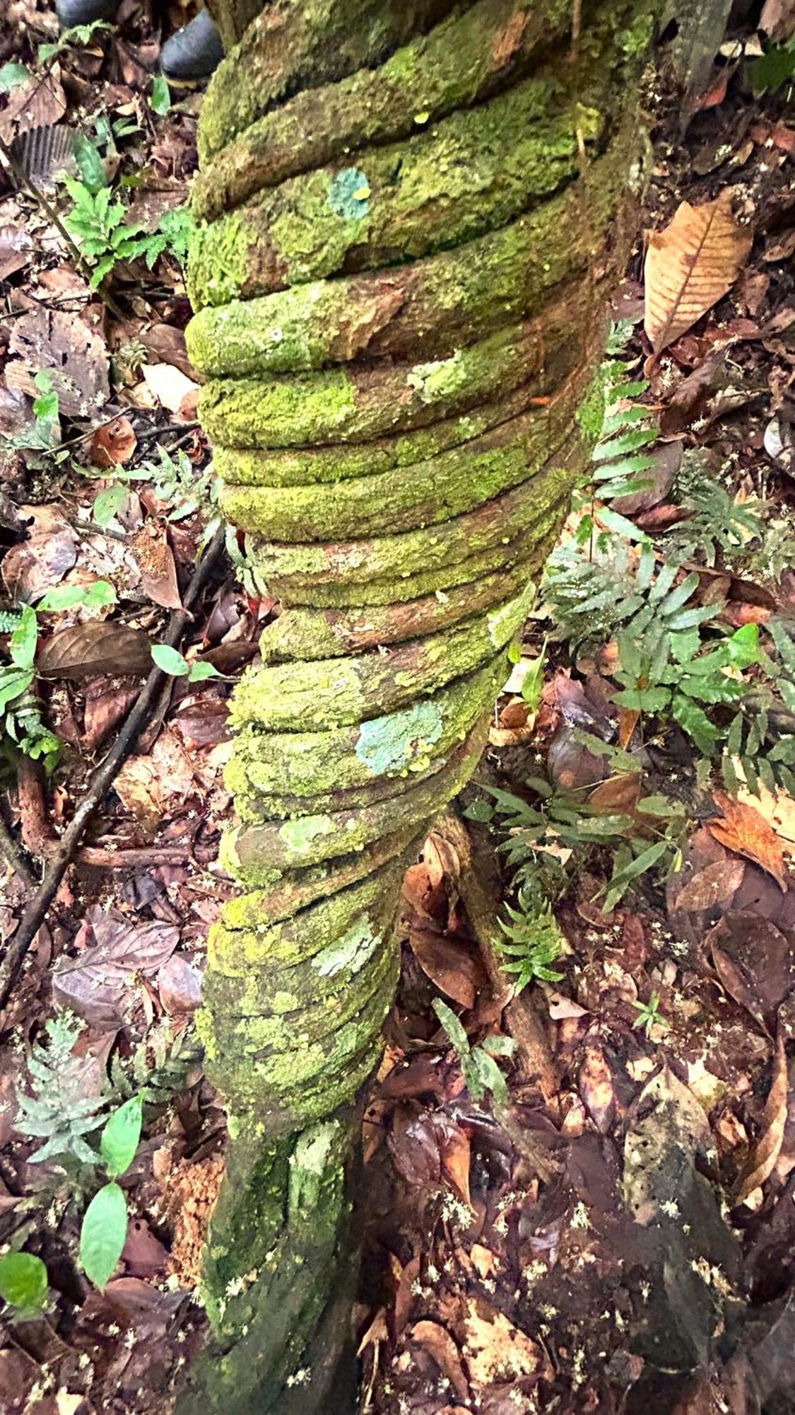 Gaia Amazon EcoLodge Ahuano Kültér fotó