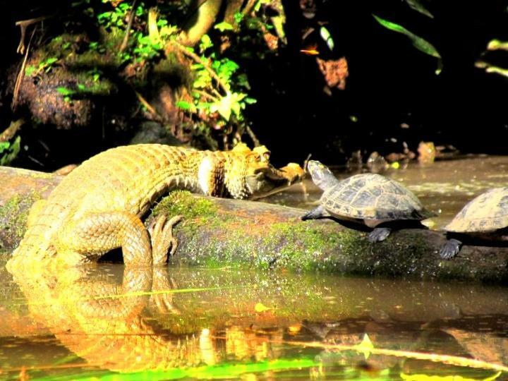 Gaia Amazon EcoLodge Ahuano Kültér fotó