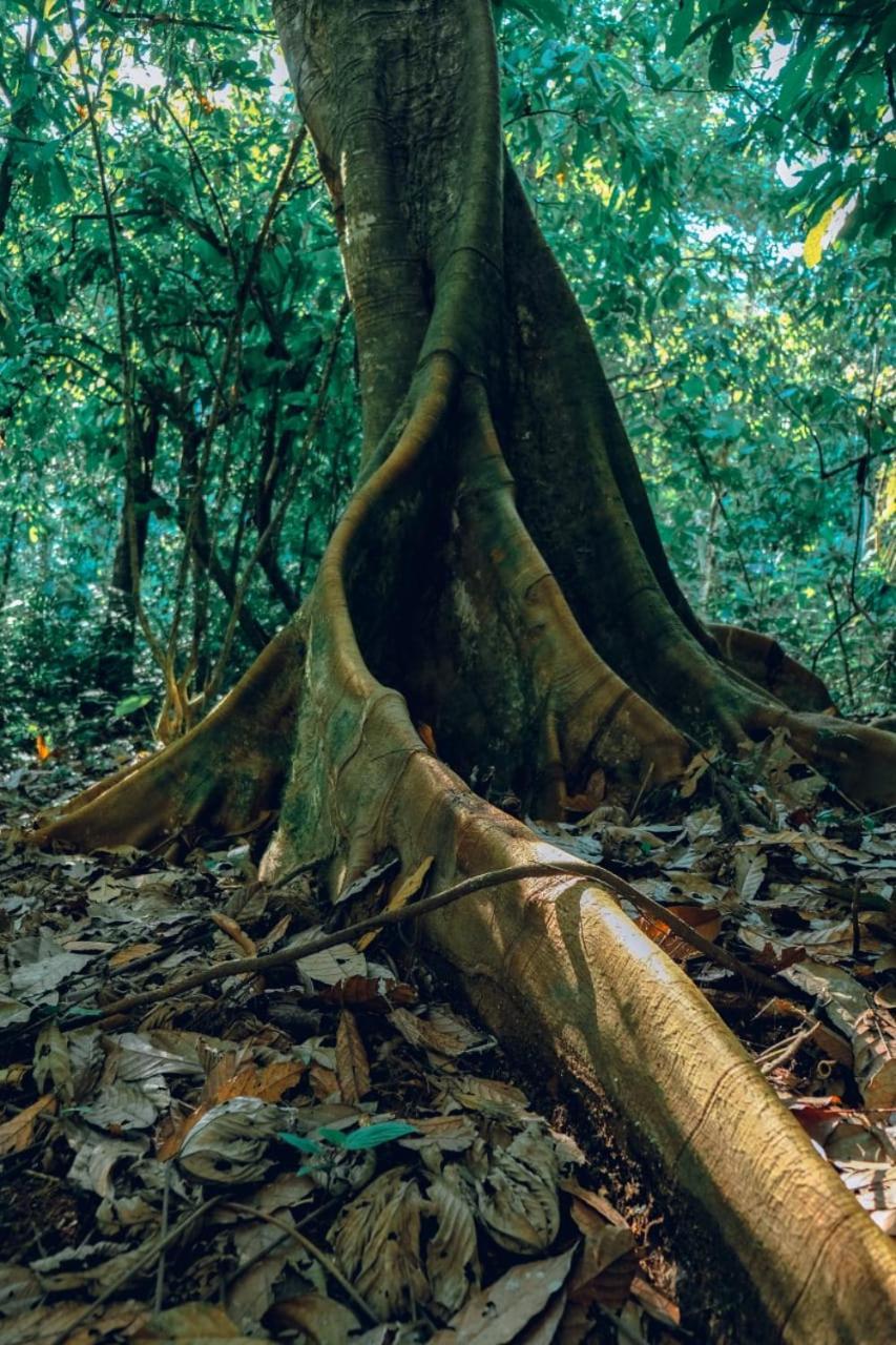 Gaia Amazon EcoLodge Ahuano Kültér fotó
