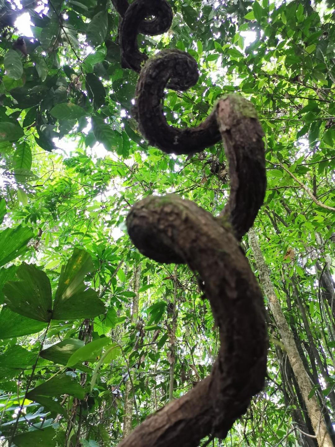 Gaia Amazon EcoLodge Ahuano Kültér fotó