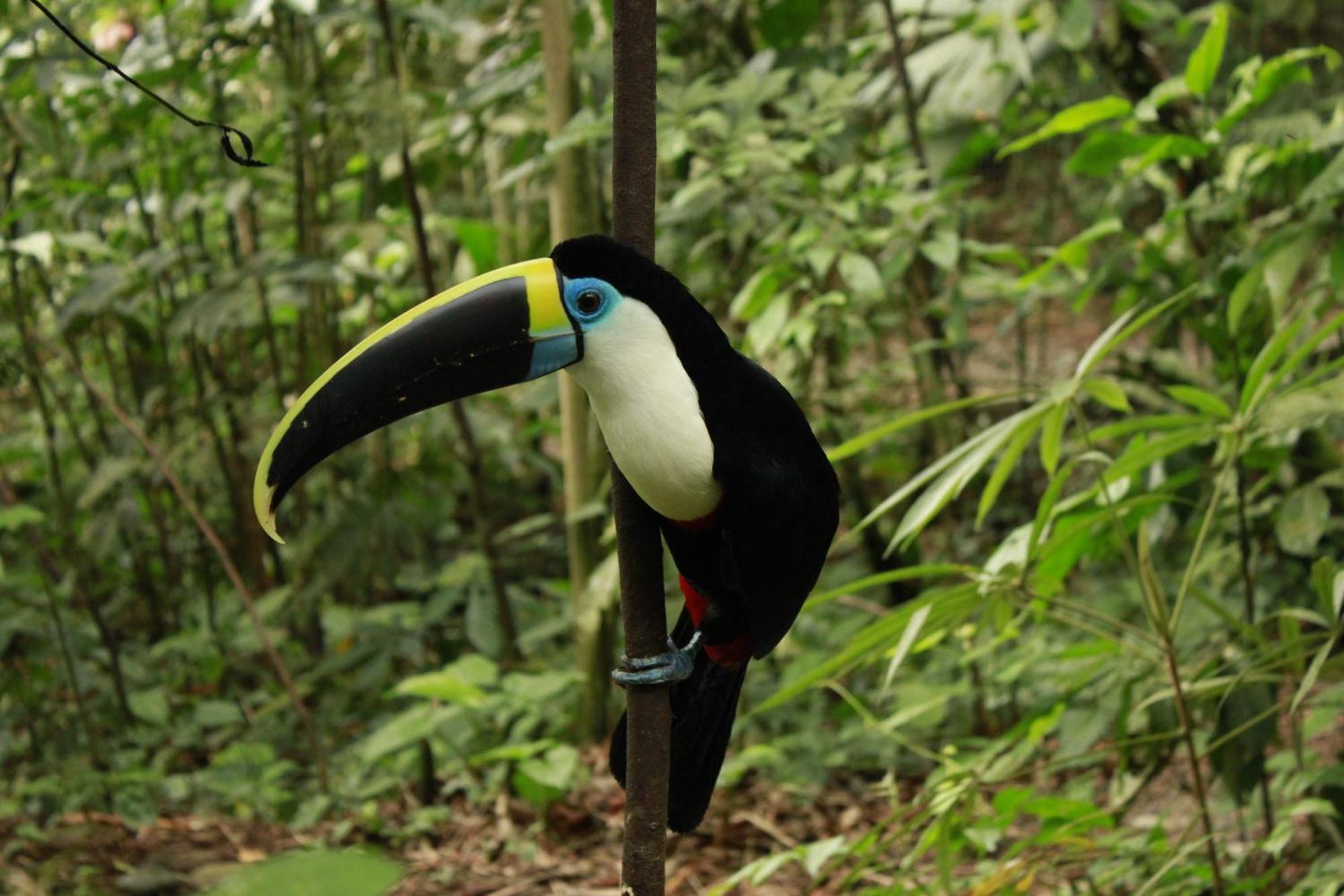 Gaia Amazon EcoLodge Ahuano Kültér fotó