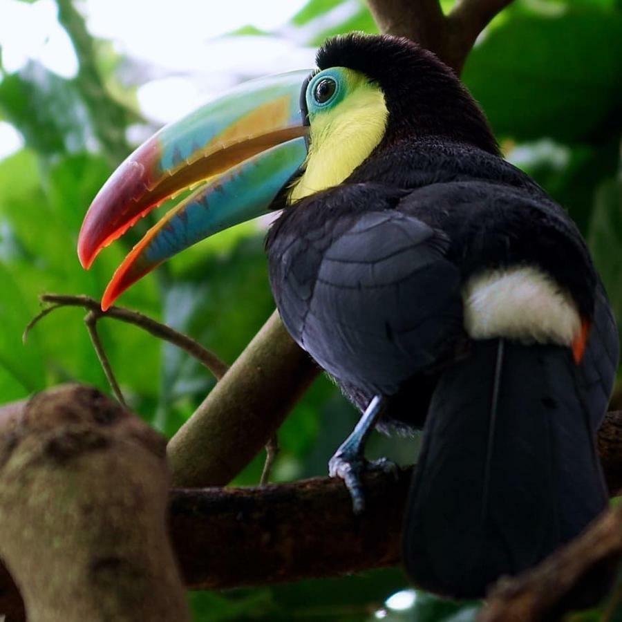 Gaia Amazon EcoLodge Ahuano Kültér fotó
