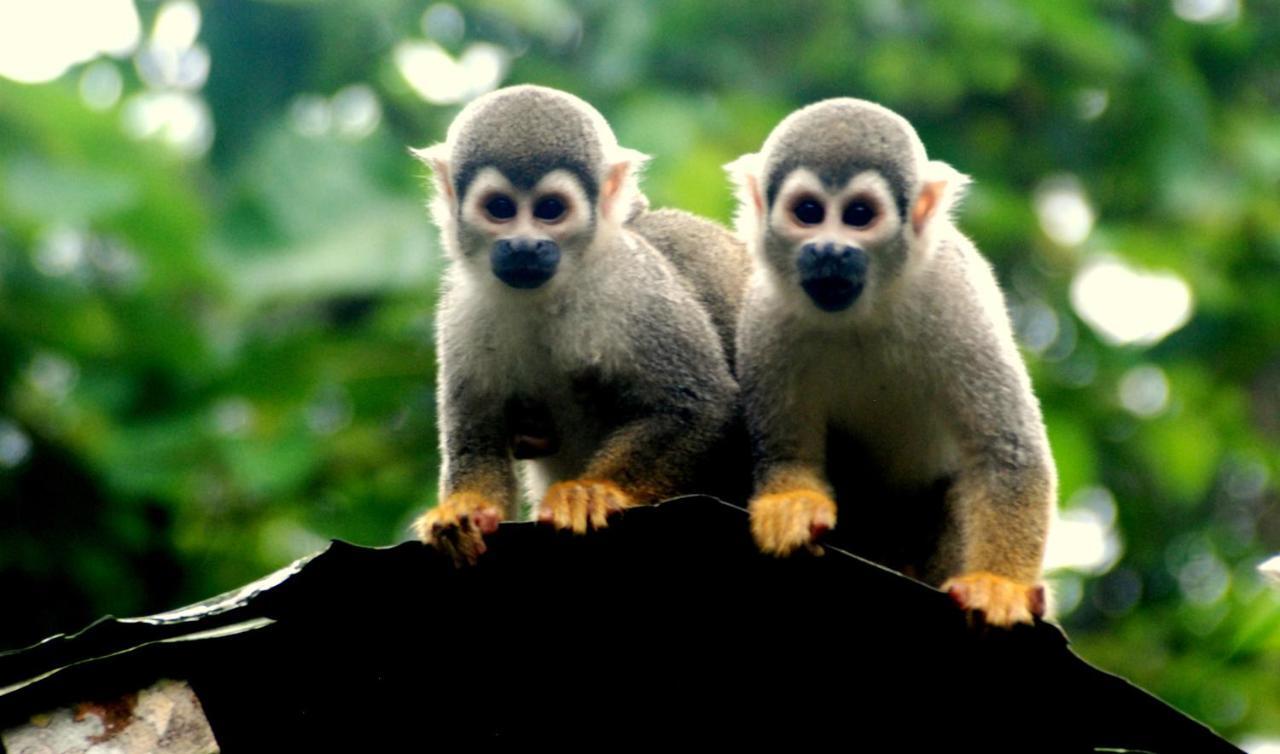 Gaia Amazon EcoLodge Ahuano Kültér fotó