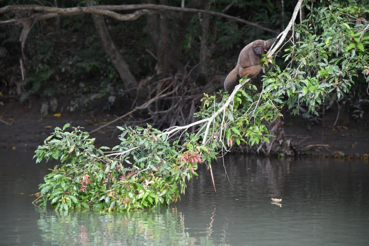 Gaia Amazon EcoLodge Ahuano Kültér fotó